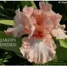 IRIS JARDIN D'EDEN - L'iriseraie - KUTTOLSHEIM ALSACE FRANCE