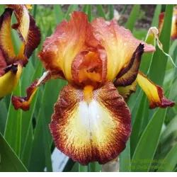 IRIS SPRECKLES - L'iriseraie - KUTTOLSHEIM ALSACE FRANCE