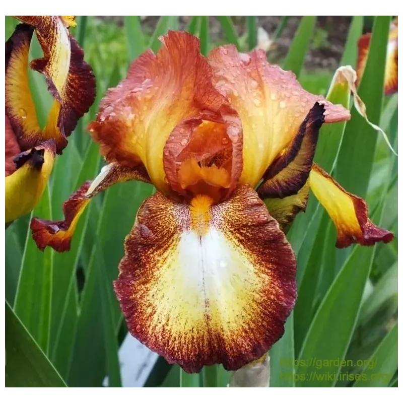 IRIS SPRECKLES - L'iriseraie - KUTTOLSHEIM ALSACE FRANCE