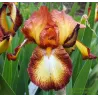 IRIS SPRECKLES - L'iriseraie - KUTTOLSHEIM ALSACE FRANCE