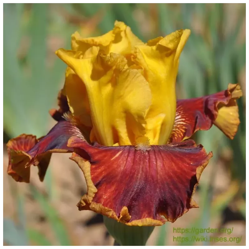 IRIS TORRENT DE LAVE - L'iriseraie - KUTTOLSHEIM ALSACE FRANCE