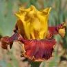 IRIS TORRENT DE LAVE - L'iriseraie - KUTTOLSHEIM ALSACE FRANCE