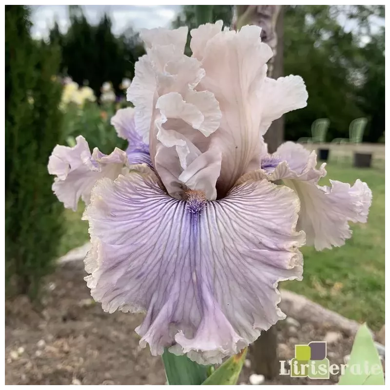 IRIS HAUNTED HEART - L'iriseraie - KUTTOLSHEIM ALSACE FRANCE IRIS HAUNTED HEART - L'iriseraie - KUTTOLSHEIM ALSACE FRANCE