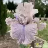 IRIS HAUNTED HEART - L'iriseraie - KUTTOLSHEIM ALSACE FRANCE