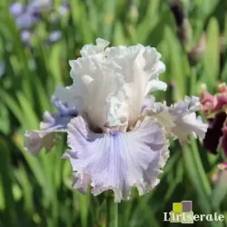 IRIS HAUNTED HEART - L'iriseraie - KUTTOLSHEIM ALSACE FRANCE