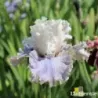 IRIS HAUNTED HEART - L'iriseraie - KUTTOLSHEIM ALSACE FRANCE