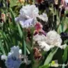 IRIS HAUNTED HEART - L'iriseraie - KUTTOLSHEIM ALSACE FRANCE