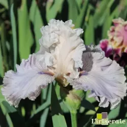 IRIS HAUNTED HEART - L'iriseraie - KUTTOLSHEIM ALSACE FRANCE