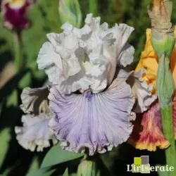 IRIS HAUNTED HEART - L'iriseraie - KUTTOLSHEIM ALSACE FRANCE