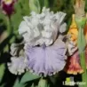 IRIS HAUNTED HEART - L'iriseraie - KUTTOLSHEIM ALSACE FRANCE