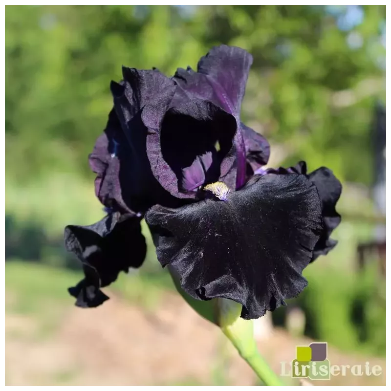 IRIS HERE COMES THE NIGHT - L'iriseraie - KUTTOLSHEIM ALSACE FRANCE
