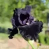 IRIS HERE COMES THE NIGHT - L'iriseraie - KUTTOLSHEIM ALSACE FRANCE