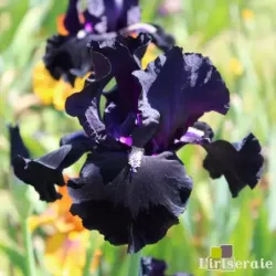IRIS HERE COMES THE NIGHT - L'iriseraie - KUTTOLSHEIM ALSACE FRANCE