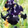 IRIS HERE COMES THE NIGHT - L'iriseraie - KUTTOLSHEIM ALSACE FRANCE