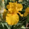 IRIS HERE COMES THE SUN - L'iriseraie - KUTTOLSHEIM ALSACE FRANCE