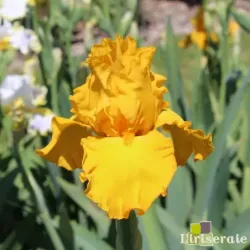 IRIS HERE COMES THE SUN - L'iriseraie - KUTTOLSHEIM ALSACE FRANCE