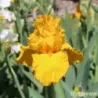 IRIS HERE COMES THE SUN - L'iriseraie - KUTTOLSHEIM ALSACE FRANCE