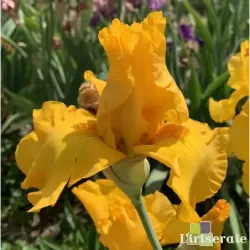 IRIS HERE COMES THE SUN - L'iriseraie - KUTTOLSHEIM ALSACE FRANCE
