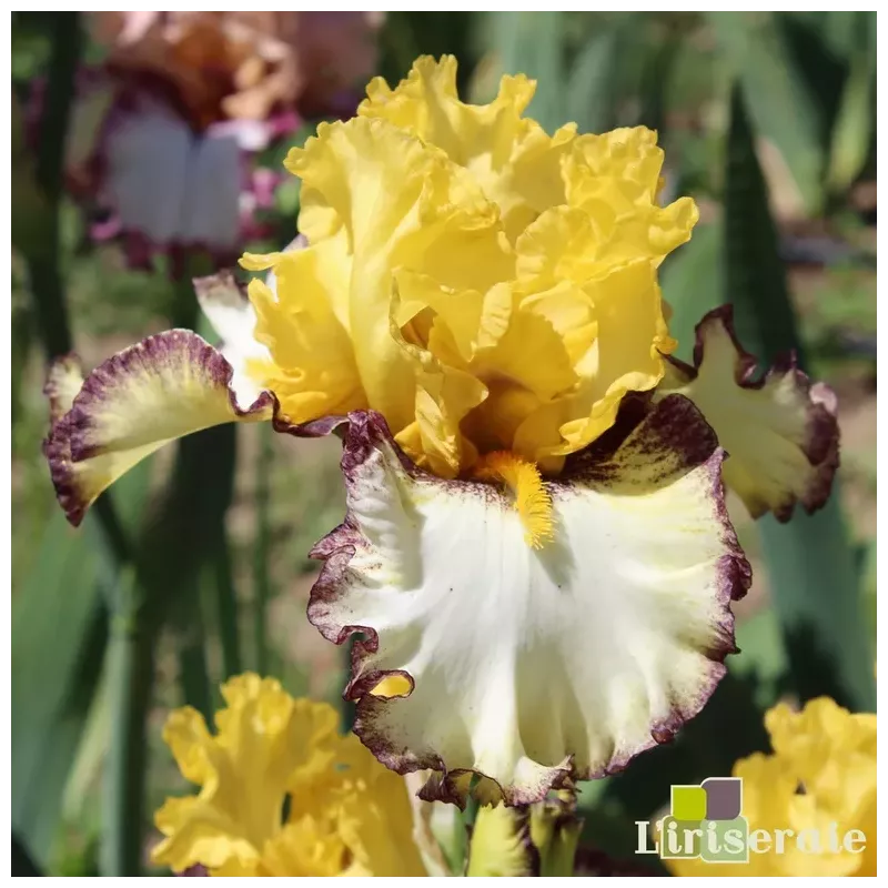 IRIS BESIDE MYSELF - L'iriseraie - KUTTOLSHEIM ALSACE FRANCE IRIS BESIDE MYSELF - L'iriseraie - KUTTOLSHEIM ALSACE FRANCE