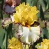 IRIS BESIDE MYSELF - L'iriseraie - KUTTOLSHEIM ALSACE FRANCE