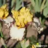 IRIS BESIDE MYSELF - L'iriseraie - KUTTOLSHEIM ALSACE FRANCE