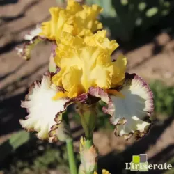 IRIS BESIDE MYSELF - L'iriseraie - KUTTOLSHEIM ALSACE FRANCE
