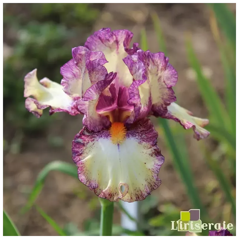 IRIS INTOXICATING - L'iriseraie - KUTTOLSHEIM ALSACE FRANCE