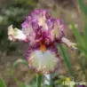 IRIS INTOXICATING - L'iriseraie - KUTTOLSHEIM ALSACE FRANCE