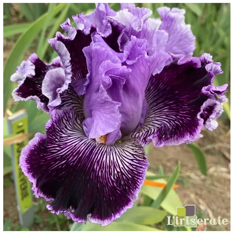 IRIS CAPTAIN THUNDERBOLT - L'iriseraie - KUTTOLSHEIM ALSACE FRANCE IRIS CAPTAIN THUNDERBOLT - L'iriseraie - KUTTOLSHEIM ALSACE FRANCE