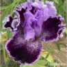IRIS CAPTAIN THUNDERBOLT - L'iriseraie - KUTTOLSHEIM ALSACE FRANCE