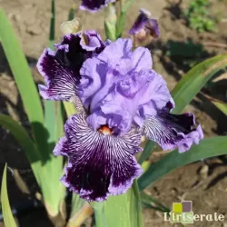 IRIS CAPTAIN THUNDERBOLT - L'iriseraie - KUTTOLSHEIM ALSACE FRANCE