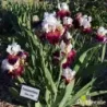 IRIS CONNECTION - L'iriseraie - KUTTOLSHEIM ALSACE FRANCE