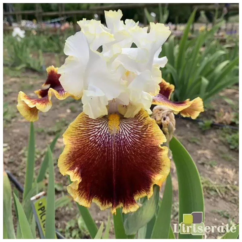 IRIS CAROUSEL OF DREAMS - L'iriseraie - KUTTOLSHEIM ALSACE FRANCE IRIS CAROUSEL OF DREAMS - L'iriseraie - KUTTOLSHEIM ALSACE FRANCE