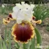 IRIS CAROUSEL OF DREAMS - L'iriseraie - KUTTOLSHEIM ALSACE FRANCE