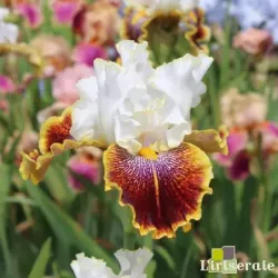 IRIS CAROUSEL OF DREAMS - L'iriseraie - KUTTOLSHEIM ALSACE FRANCE