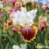 IRIS CAROUSEL OF DREAMS - L'iriseraie - KUTTOLSHEIM ALSACE FRANCE