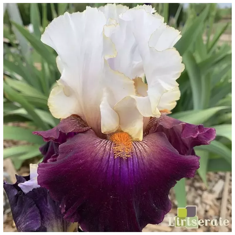 IRIS CONNECTION - L'iriseraie - KUTTOLSHEIM ALSACE FRANCE