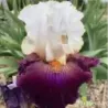 IRIS CONNECTION - L'iriseraie - KUTTOLSHEIM ALSACE FRANCE