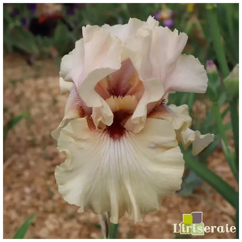 IRIS A STAR IS BORN - L'iriseraie - KUTTOLSHEIM ALSACE FRANCE