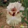 IRIS A STAR IS BORN - L'iriseraie - KUTTOLSHEIM ALSACE FRANCE