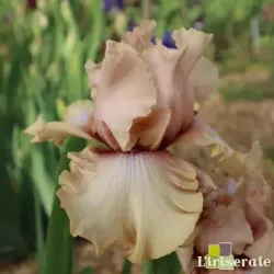 IRIS A STAR IS BORN - L'iriseraie - KUTTOLSHEIM ALSACE FRANCE