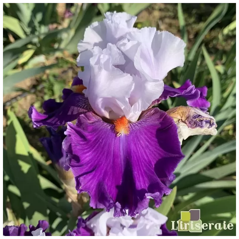 IRIS AFTERLIFE - L'iriseraie - KUTTOLSHEIM ALSACE FRANCE