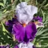 IRIS AFTERLIFE - L'iriseraie - KUTTOLSHEIM ALSACE FRANCE