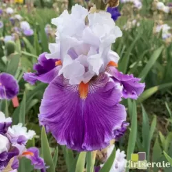 IRIS AFTERLIFE - L'iriseraie - KUTTOLSHEIM ALSACE FRANCE