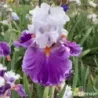 IRIS AFTERLIFE - L'iriseraie - KUTTOLSHEIM ALSACE FRANCE