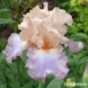 IRIS CELEBRATION SONG - L'iriseraie - KUTTOLSHEIM ALSACE FRANCE