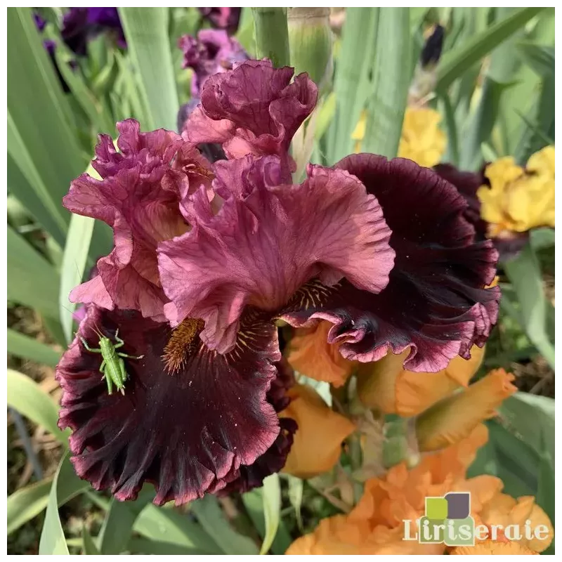 IRIS ALARM BELLS - L'iriseraie - KUTTOLSHEIM ALSACE FRANCE