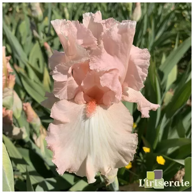 IRIS ALICE GOODMAN - L'iriseraie - KUTTOLSHEIM ALSACE FRANCE IRIS ALICE GOODMAN - L'iriseraie - KUTTOLSHEIM ALSACE FRANCE