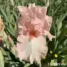 IRIS ALICE GOODMAN - L'iriseraie - KUTTOLSHEIM ALSACE FRANCE