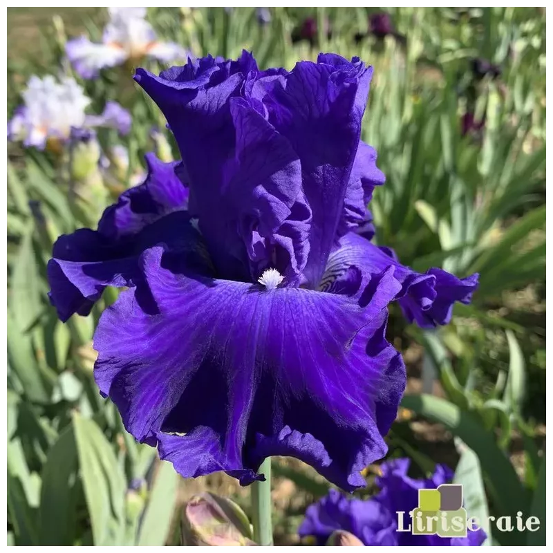 IRIS ALL ABOUT BLUE - L'iriseraie - KUTTOLSHEIM ALSACE FRANCE